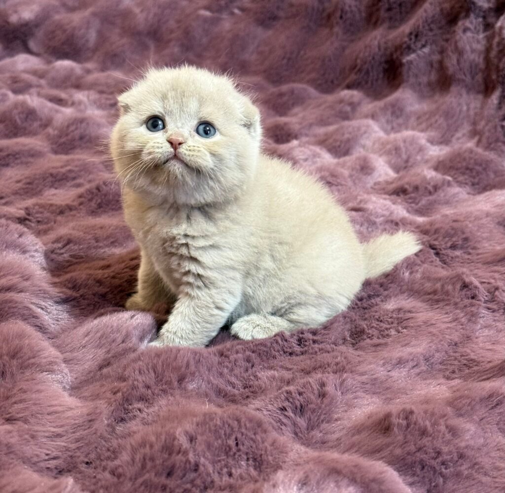 Hayley Scottish Fold  Female (Available) $3500