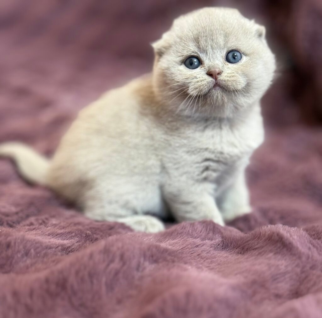 Hermes Scottish Fold Male (Available) $3500