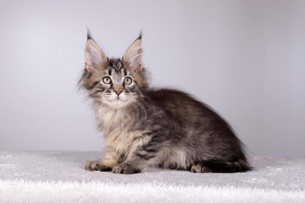 Imir Maine Coon Male (Available) 50 - photo 1