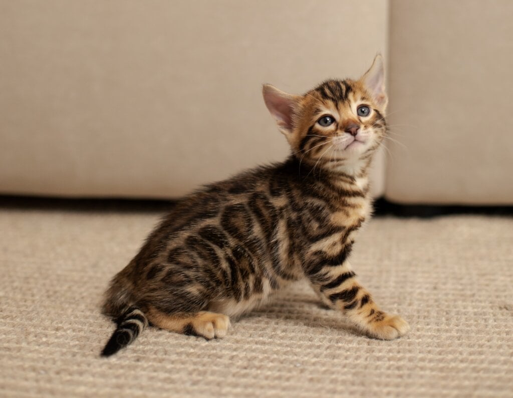 Jade Bengal Female (Available) $3100