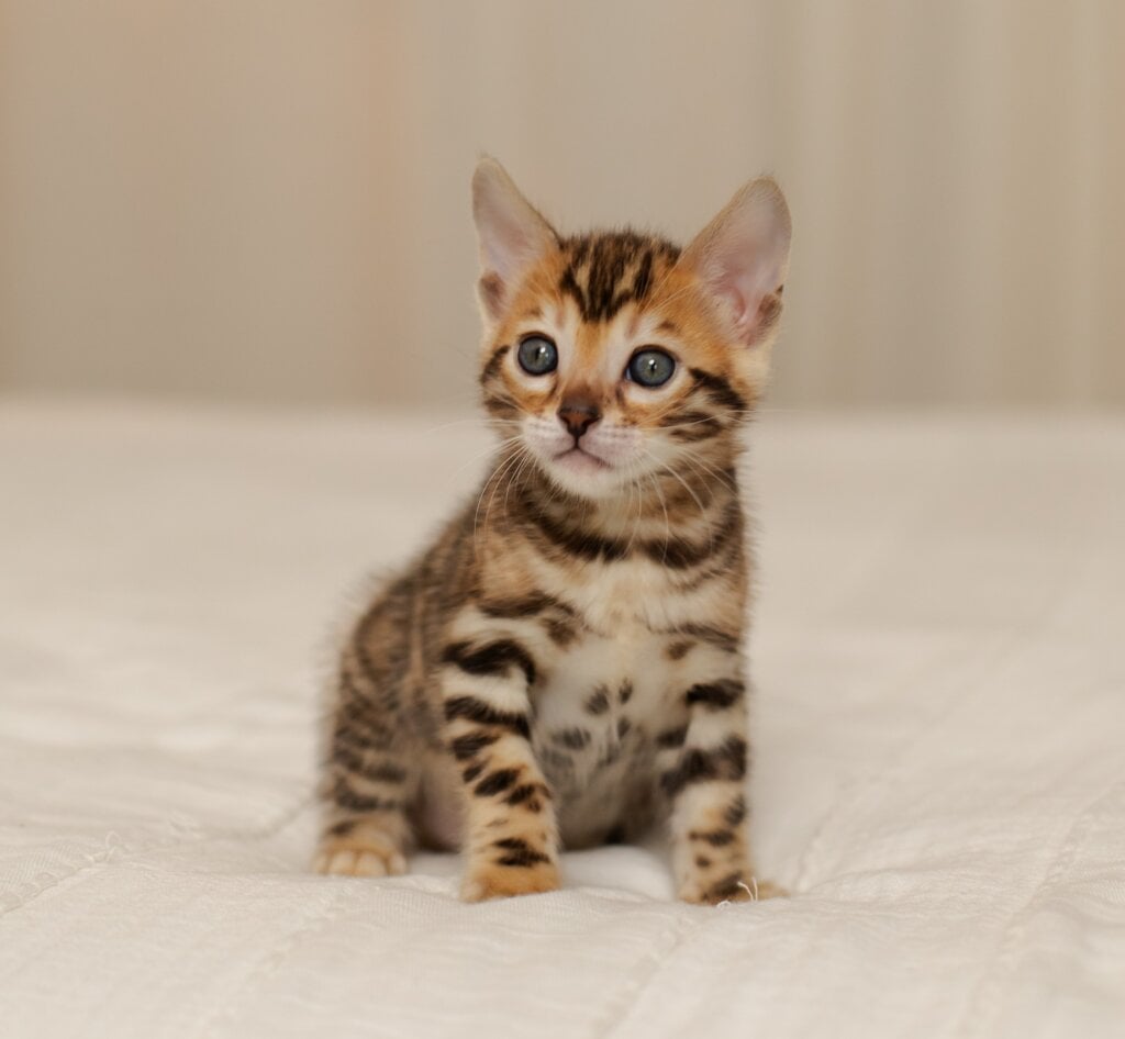Jasmine Bengal Female (Available) $3100