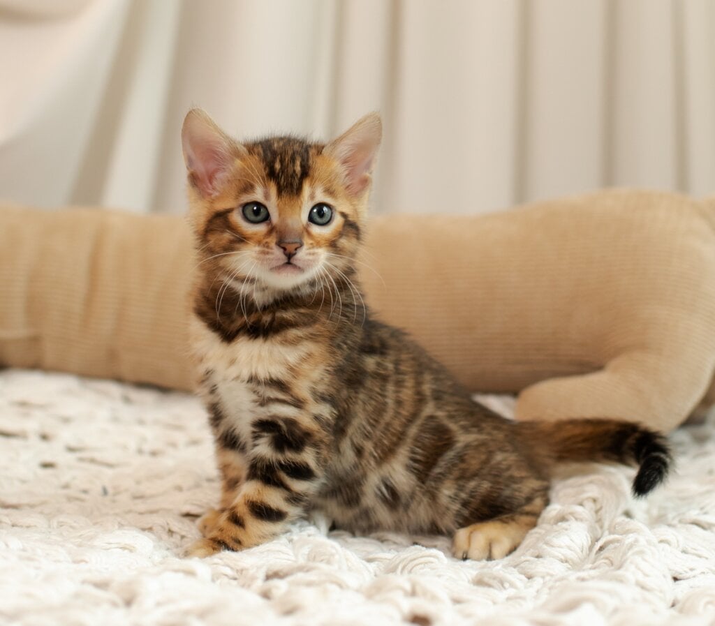 Jelly Bengal Female (Available) $3100