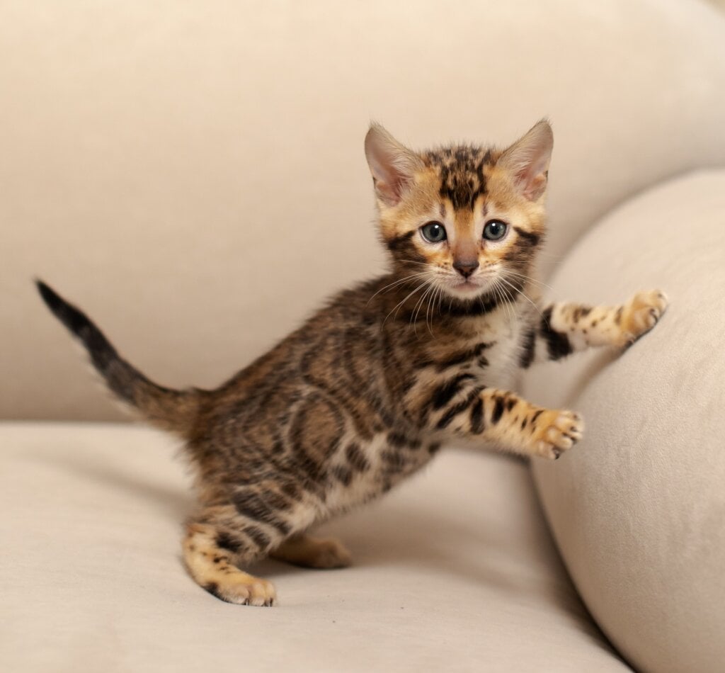 Jenny Bengal Female (Available) $3100