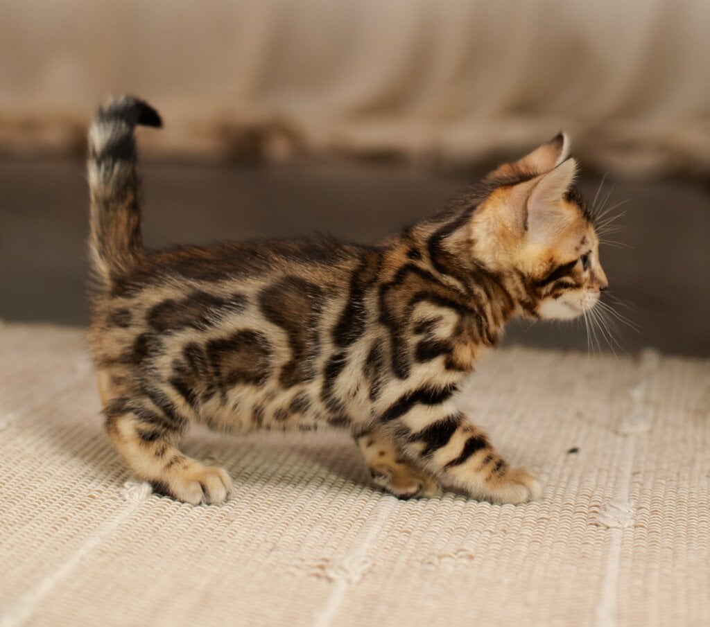 Jack Bengal Male (Available) $3100
