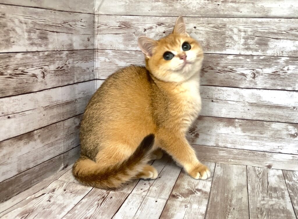 Andre British Shorthair Male (Available) $2550