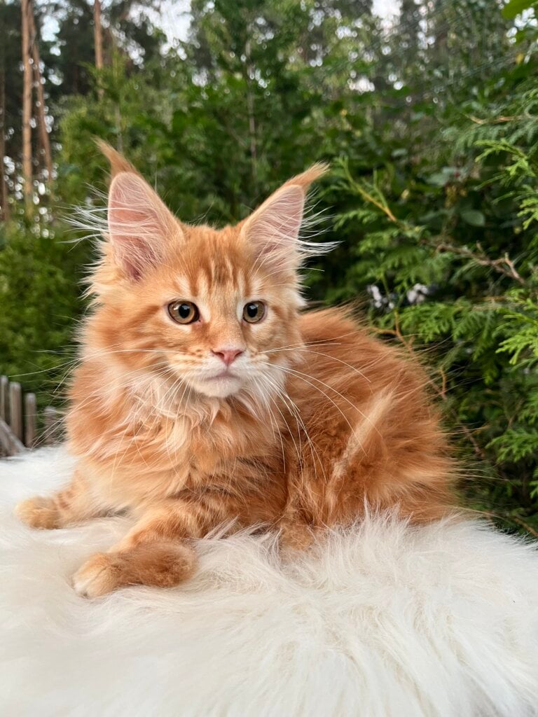 Nicolas Maine Coon  Male (Available) $3000