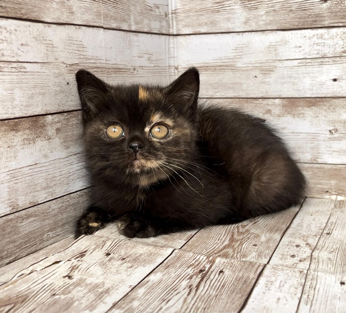 Omnia British Shorthair  Female (Available) $2550