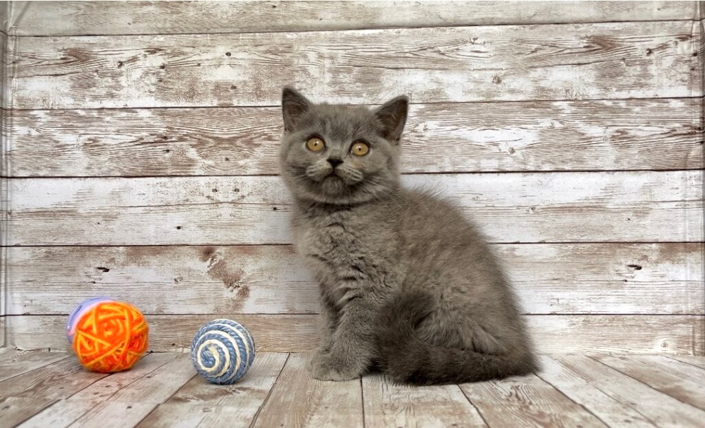 Linda British Shorthair  Female (Available) $2600