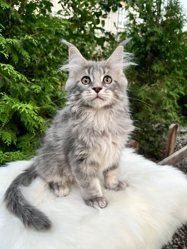 Nelson Maine Coon  Male (Available) $3000
