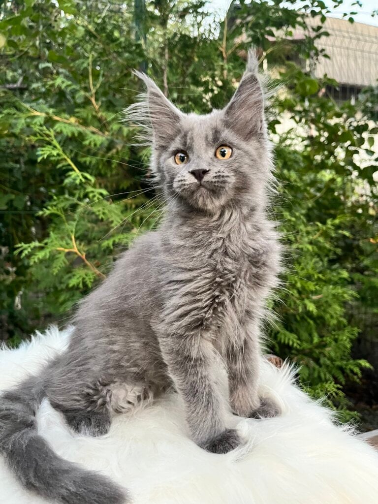 Norman Maine Coon  Male (Available) $3000