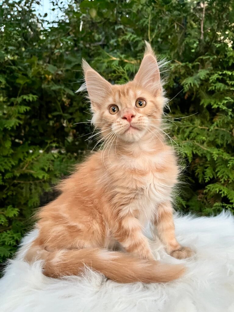 Neymar Maine Coon  Male (Available) $3000