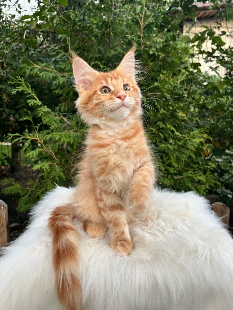Nixon Maine Coon  Male (Available) $3000