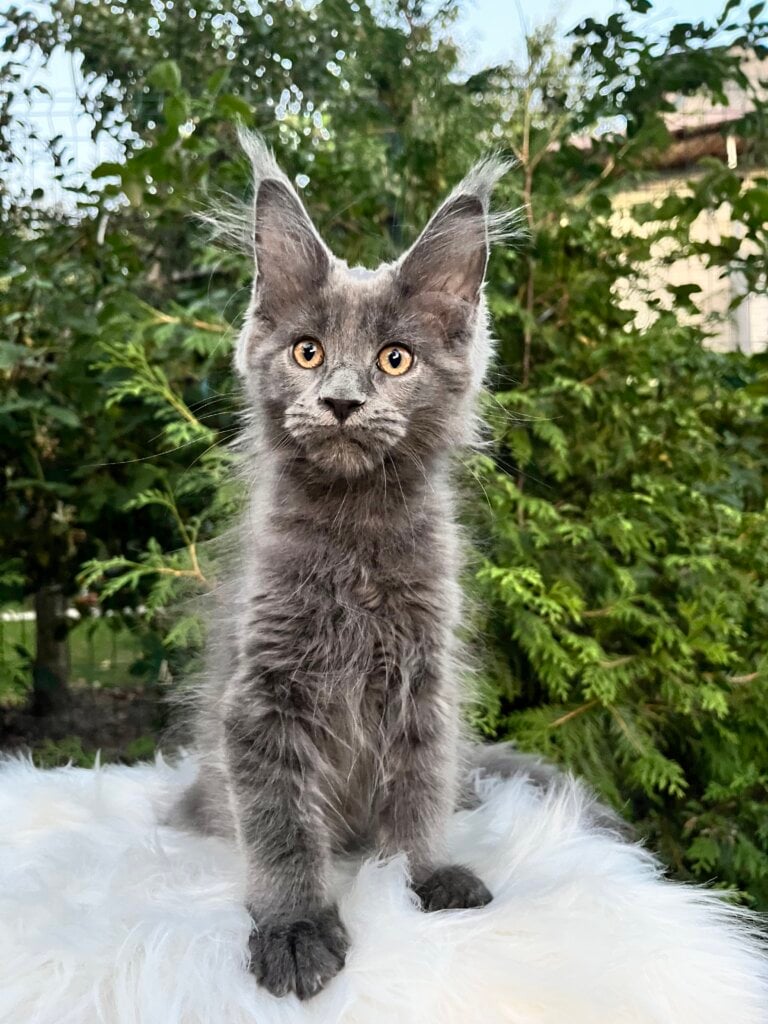 Newton Maine Coon  Male (Available) $3000