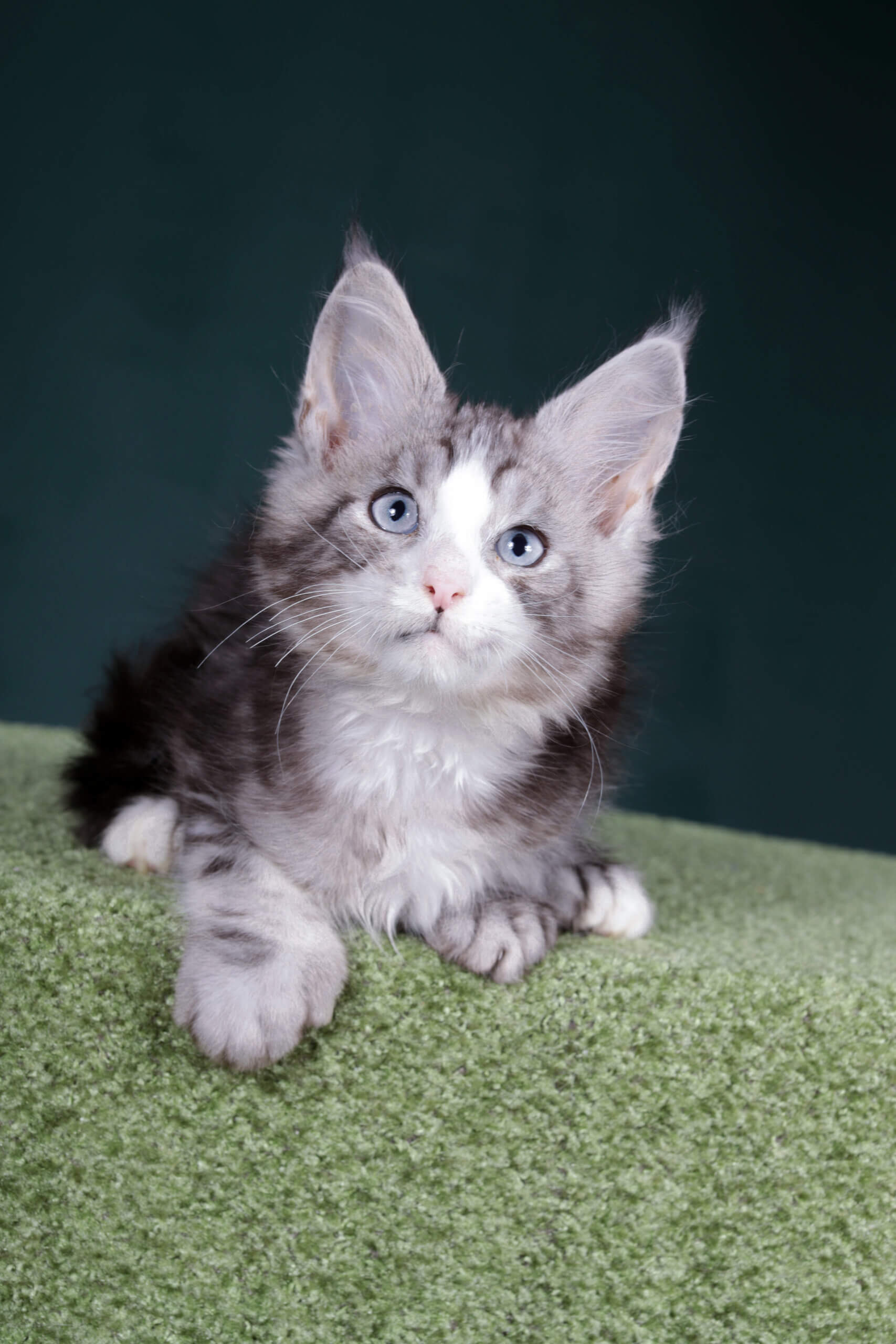 Osman Maine Coon POLY Male (Available) $5200