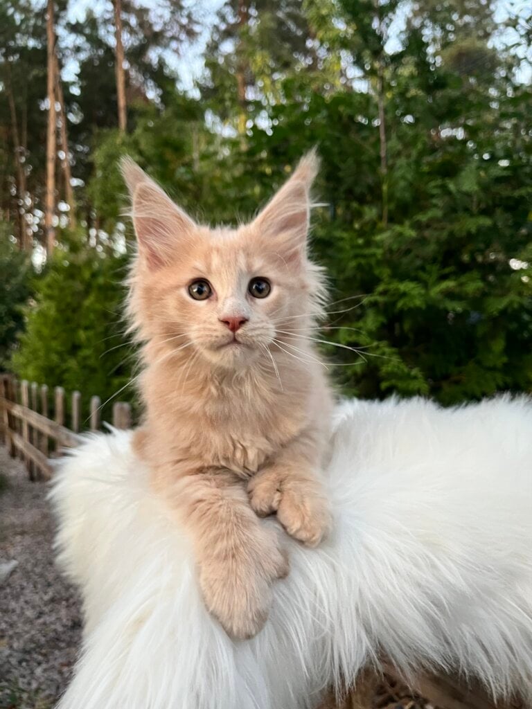 Orpheus Maine Coon POLY  Male (Available) $3400
