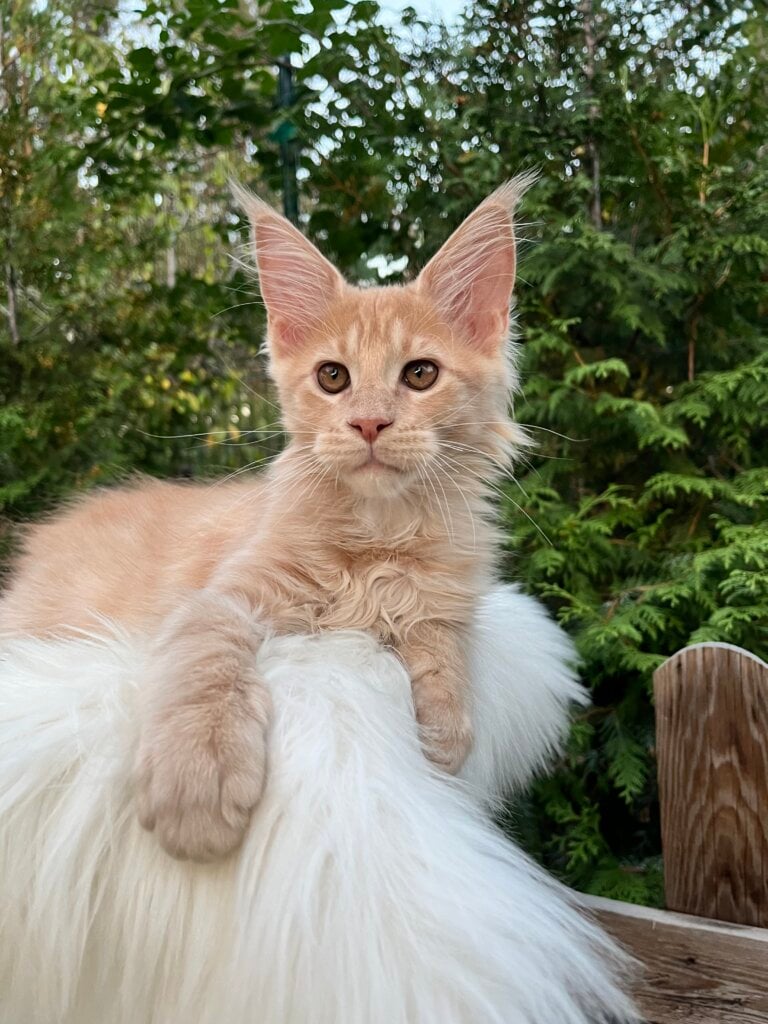 Oliver Maine Coon  Male (Available) $3000