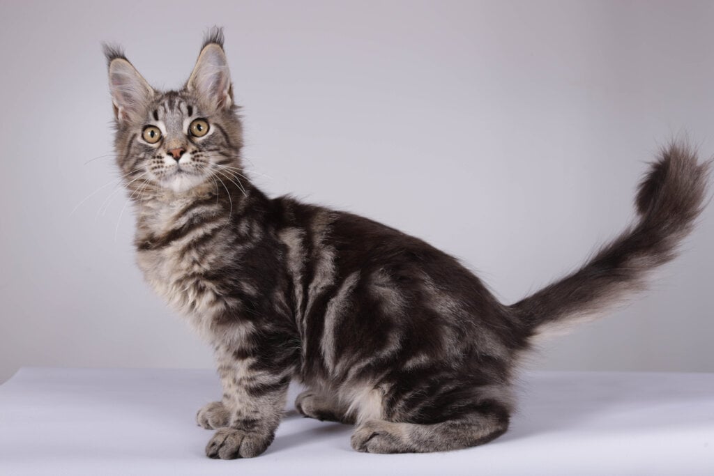 Lana Maine Coon Female (Available) 50 - photo 1