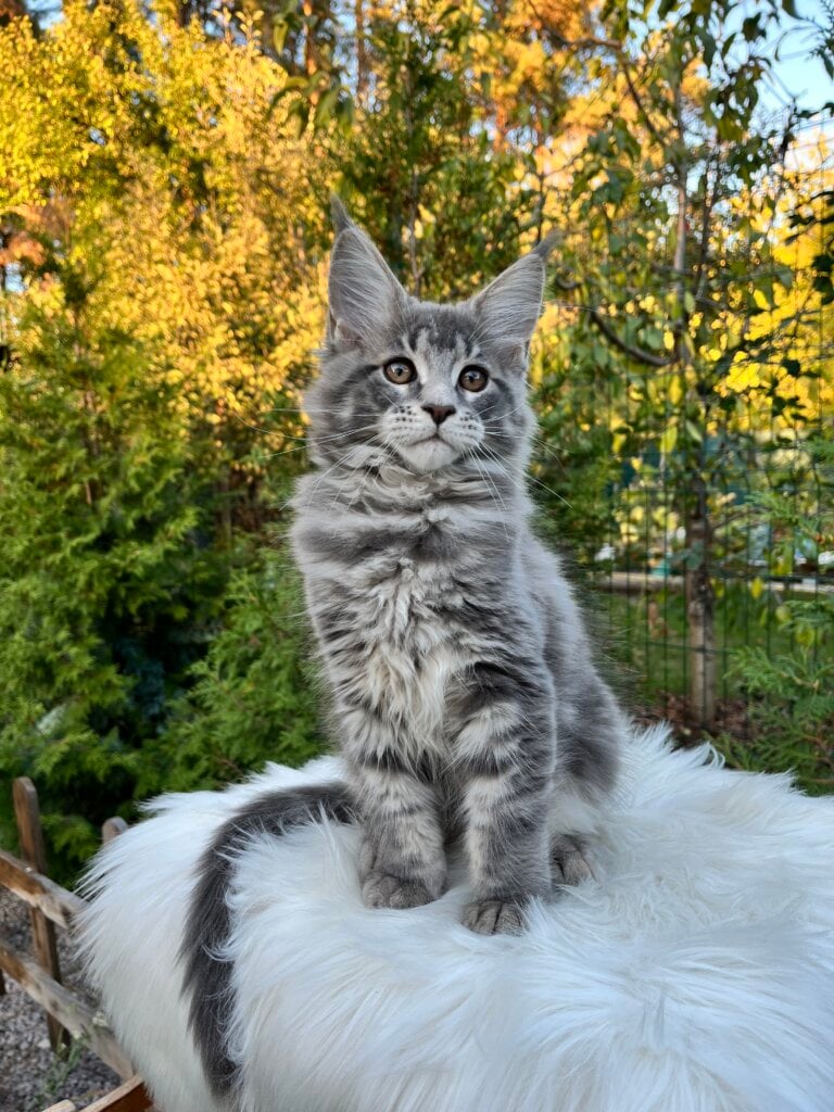 Otis Maine Coon  Male (Available) $3000