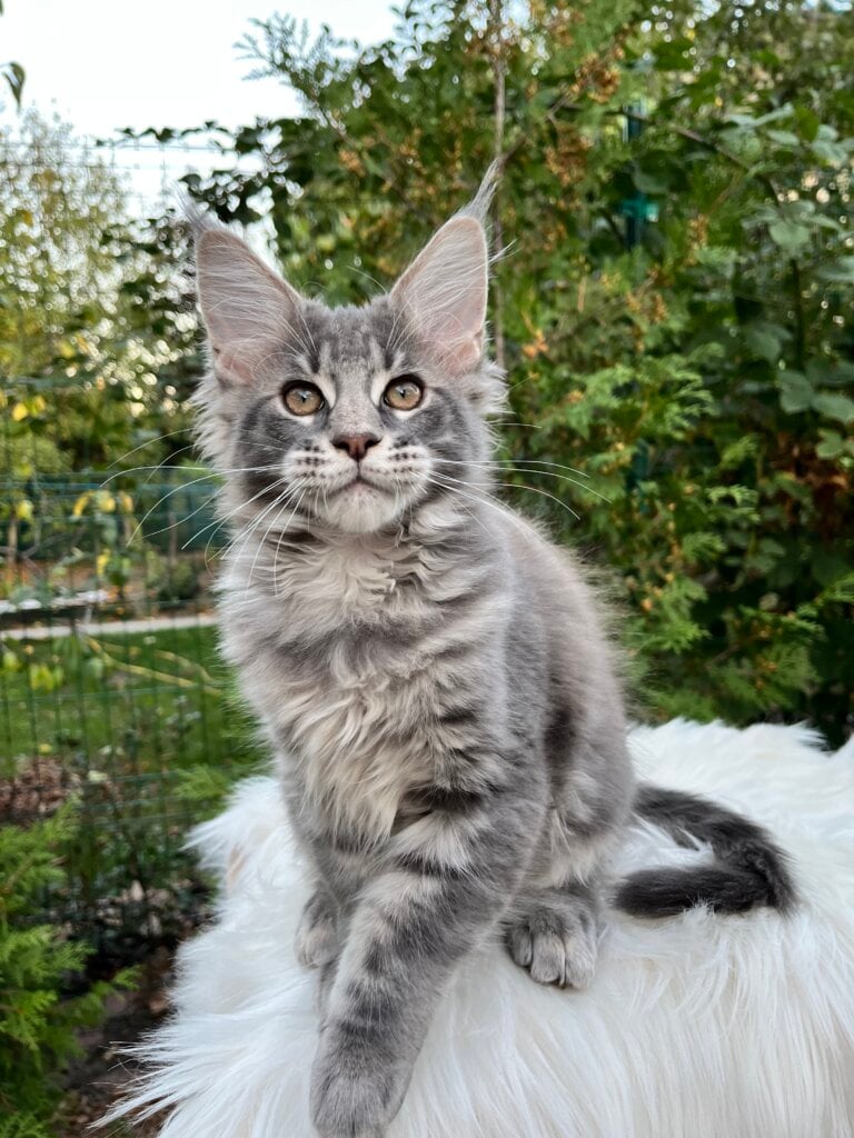 Oscar Maine Coon  Male (Available) $3000