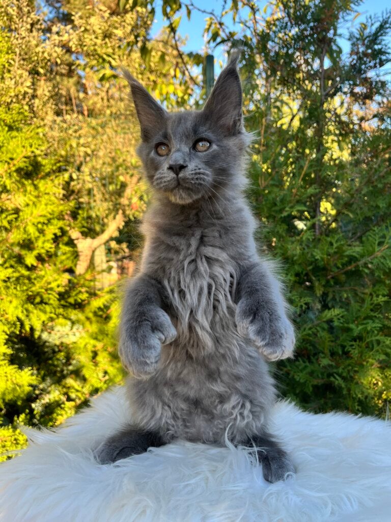 Orion Maine Coon POLY  Male (Available) $3400