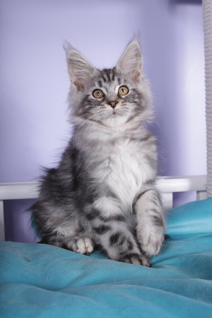 Fortuna Maine Coon Black Silver Female (Available) 50 - photo 1