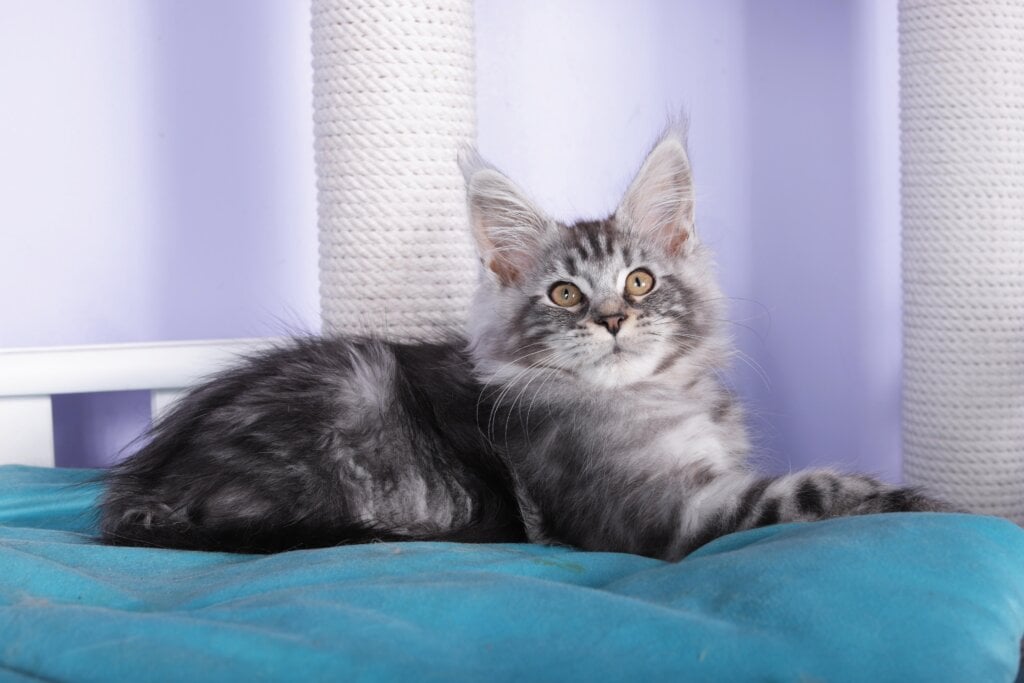 Fortuna Maine Coon Female (Available) $2700