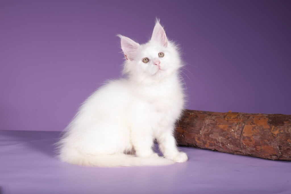 Puff Maine Coon  Male (Available) $2850