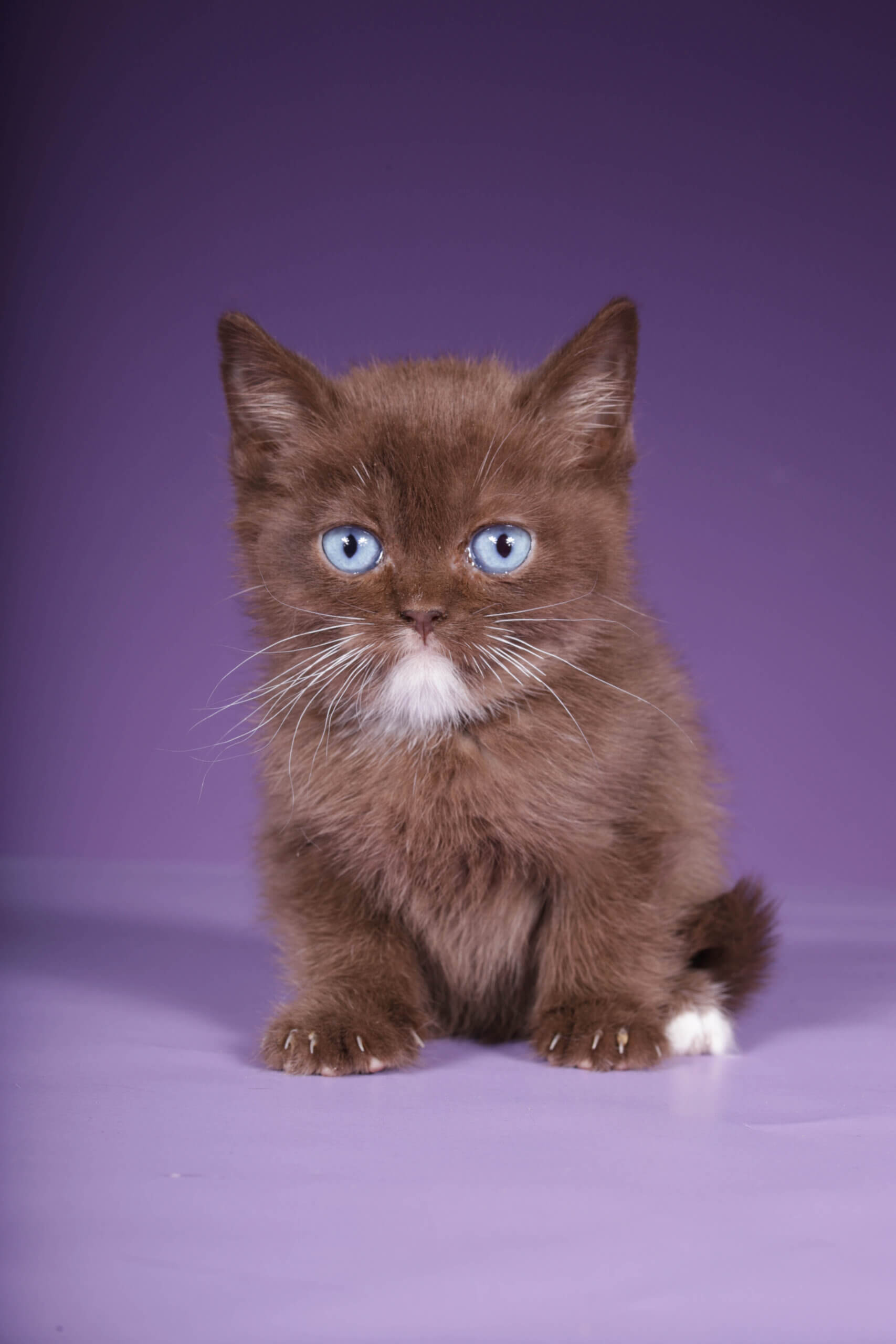 Ray Scottish Straight  Male (Available) $3200