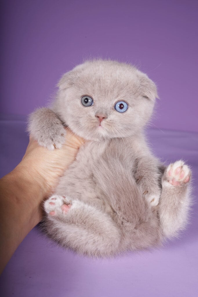 Robin Scottish Fold Male (Available) 00 - photo 1
