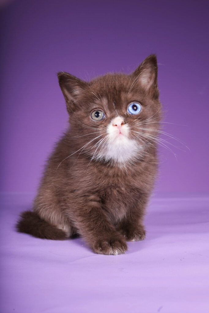 Rikky Scottish Straight  Male (Available) 50 - photo 1