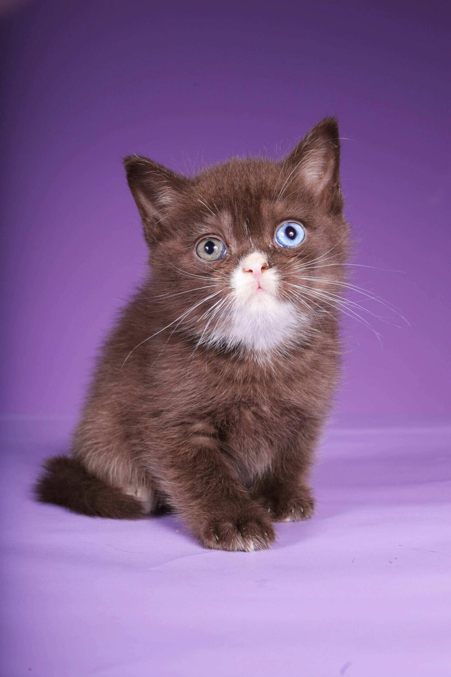 Rikky Scottish Straight  Male (Available) $3450