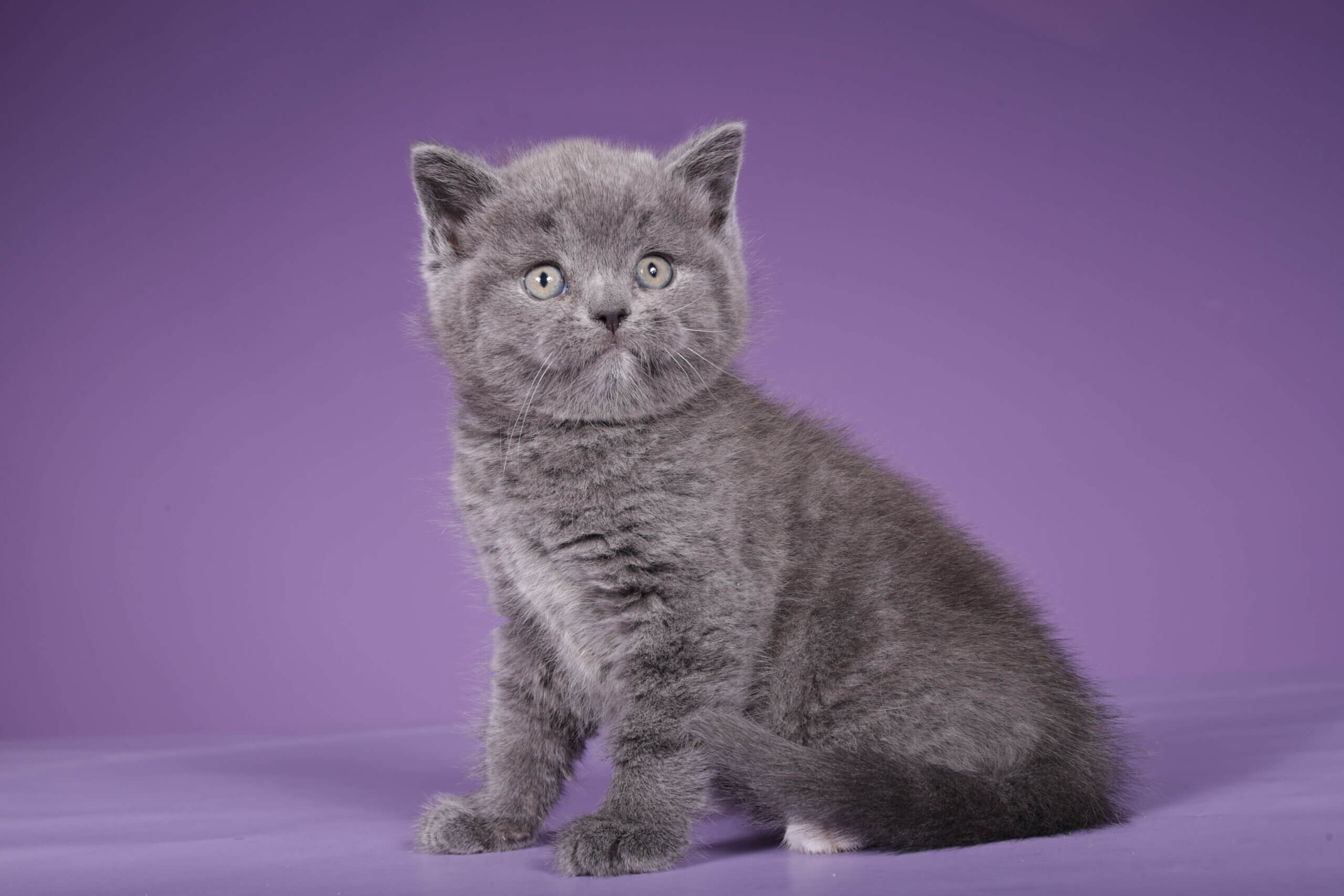 Sabina Scottish Straight  Female (Available) $2350