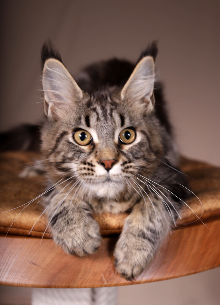 Lana Maine Coon Black Tabby Female (Available) 00 - photo 1