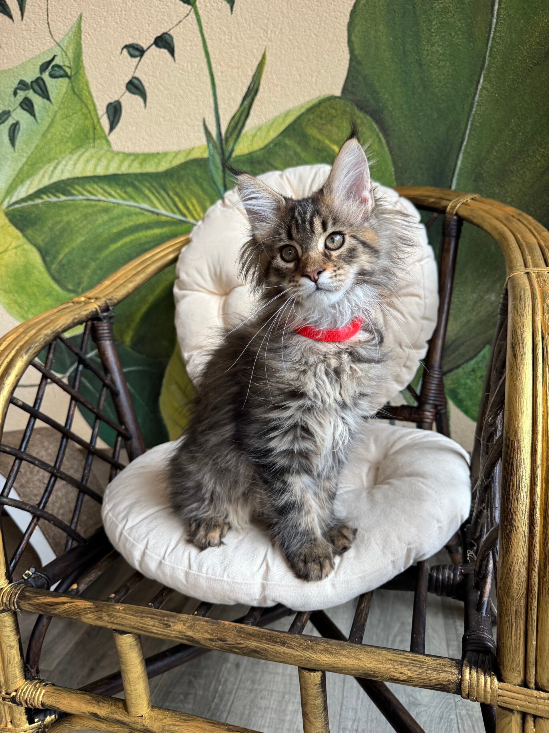 Menni Maine Coon  Male (Available) $3000