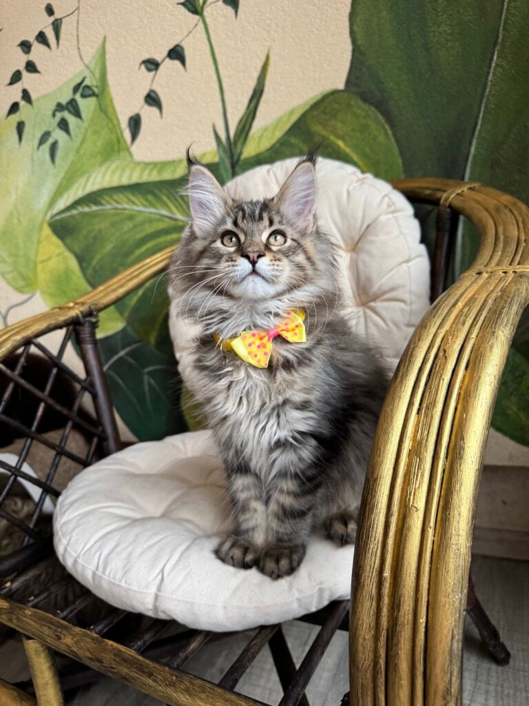 Max Maine Coon  Male (Available) $3000