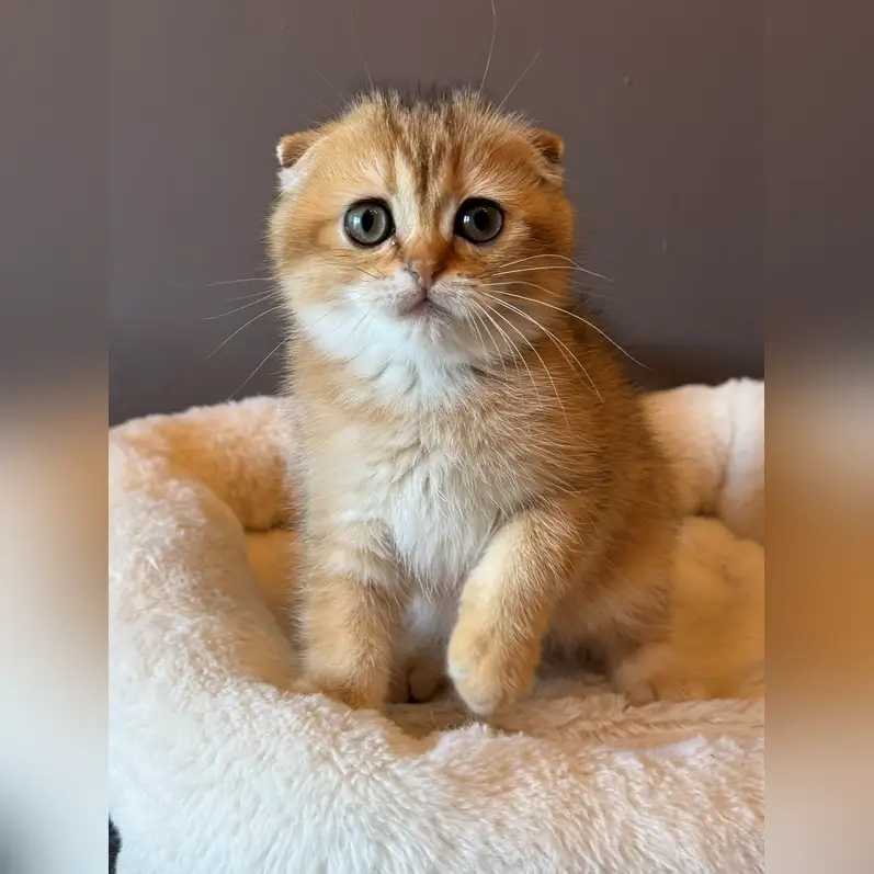 Viola Scottish Fold Female (Available) $2750