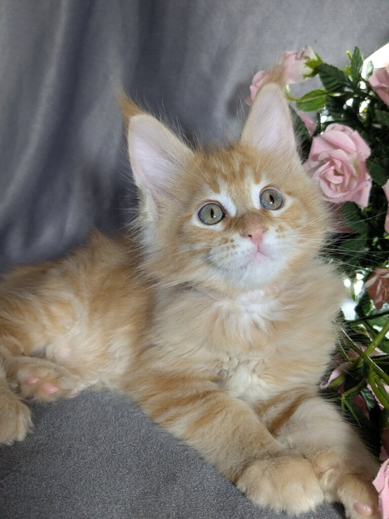 Quora Maine Coon  Female (Available) $2950