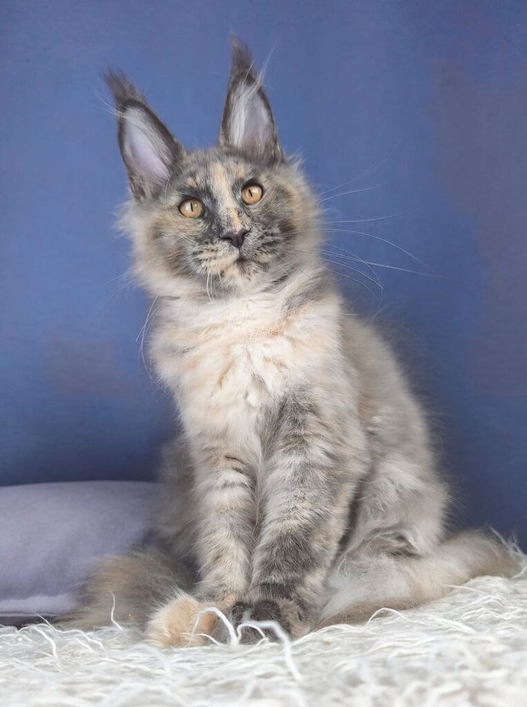 Igrushka Maine Coon Female $2950
