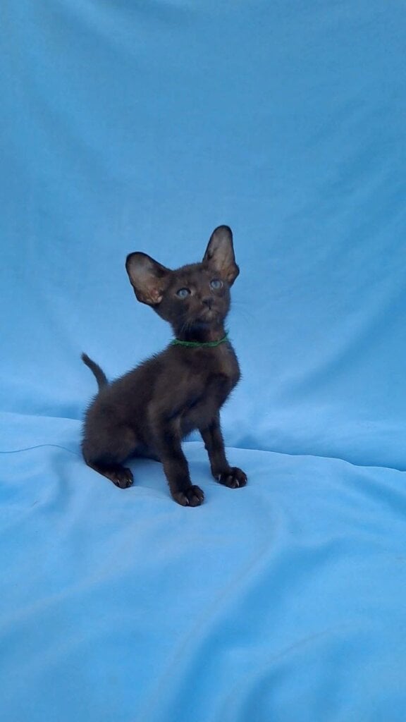 Simba Oriental Male (Available) 50 - photo 1