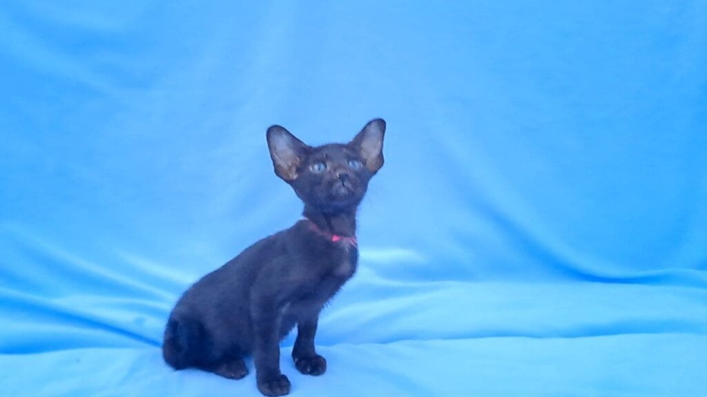 Sandy Oriental Female (Available) 50 - photo 1