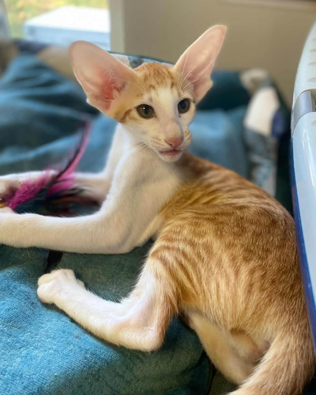 Zoryan Oriental  Male (Available) $3400