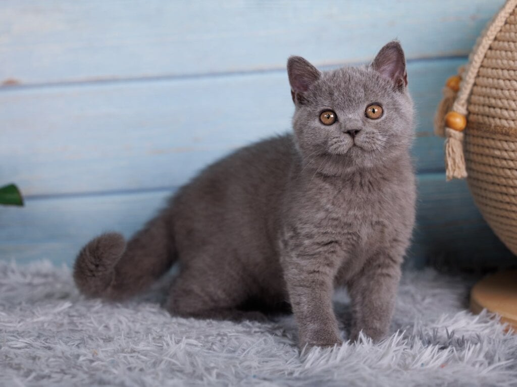 Tom British Shorthair  Male (Available) $2800