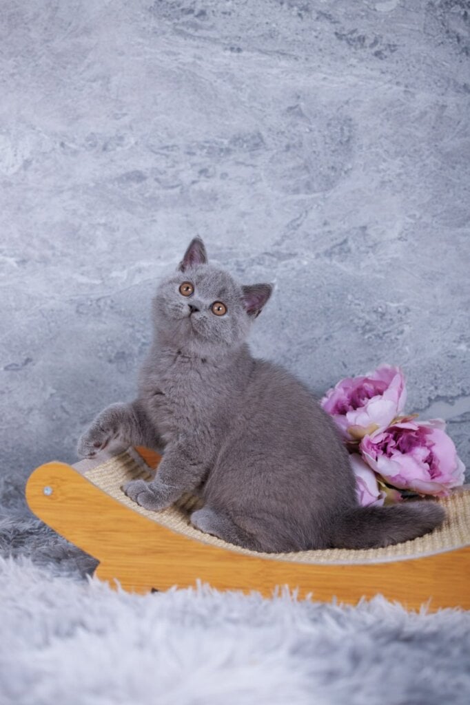 Tilda British Shorthair  Female (Available) $2800