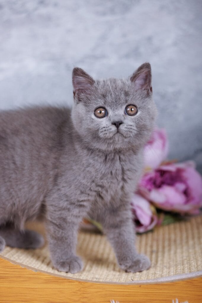 Taya British Shorthair  Female (Available) $2800