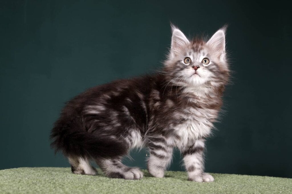 Han Maine Coon POLY  Male (Available) $3550