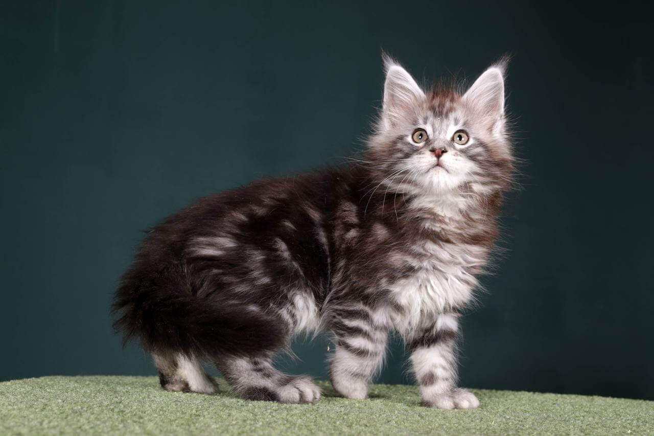 Han Maine Coon POLY  Male (Available) $3550