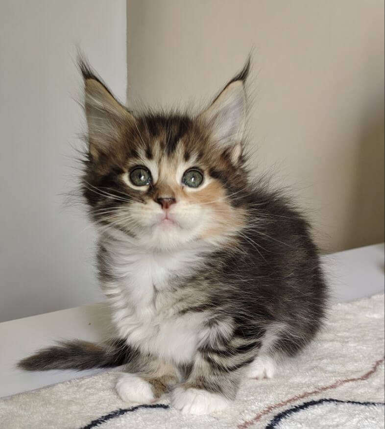Karina Maine Coon  Female (Available) $2850