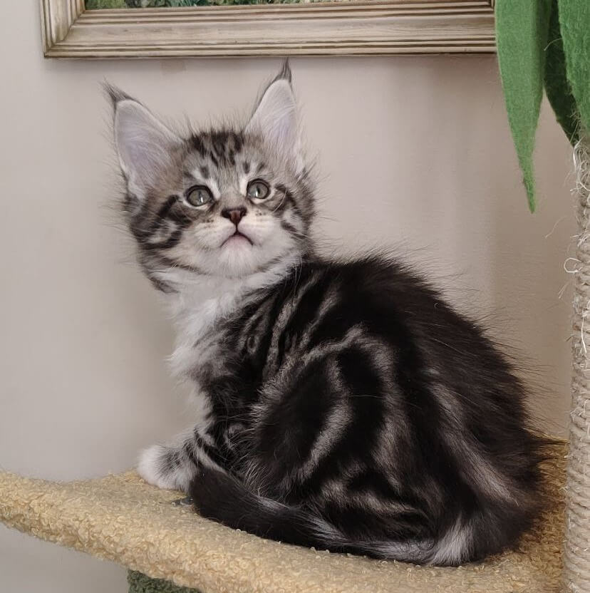 Kevin Maine Coon  Male (Available) $3000