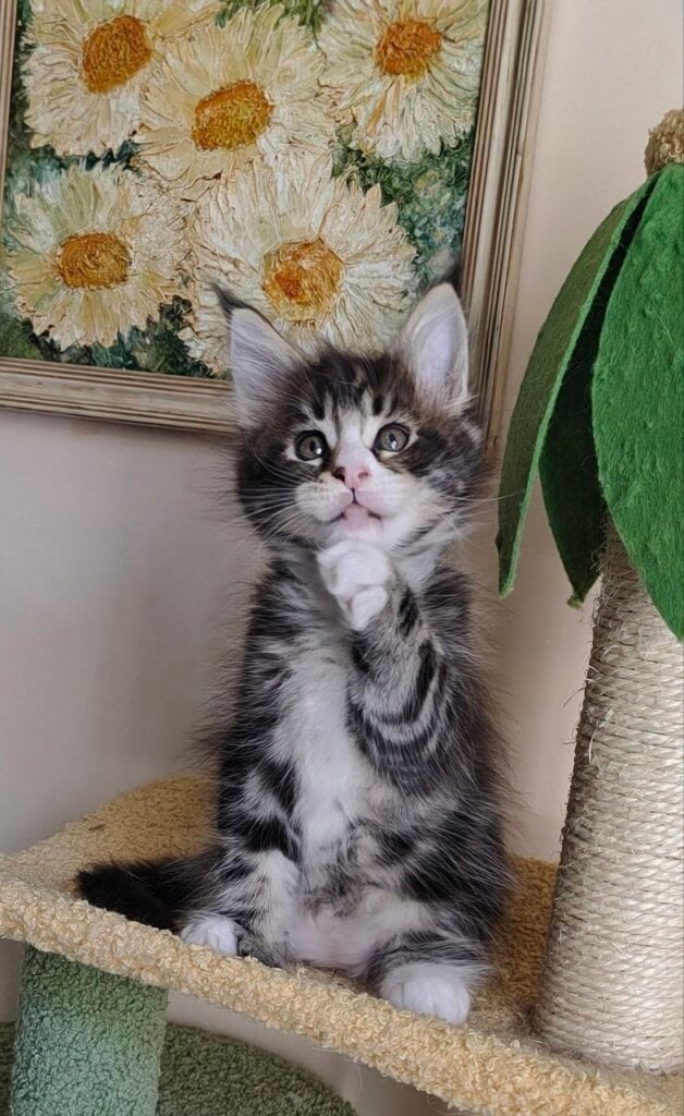 Kelvin Maine Coon Male (Available) $3000