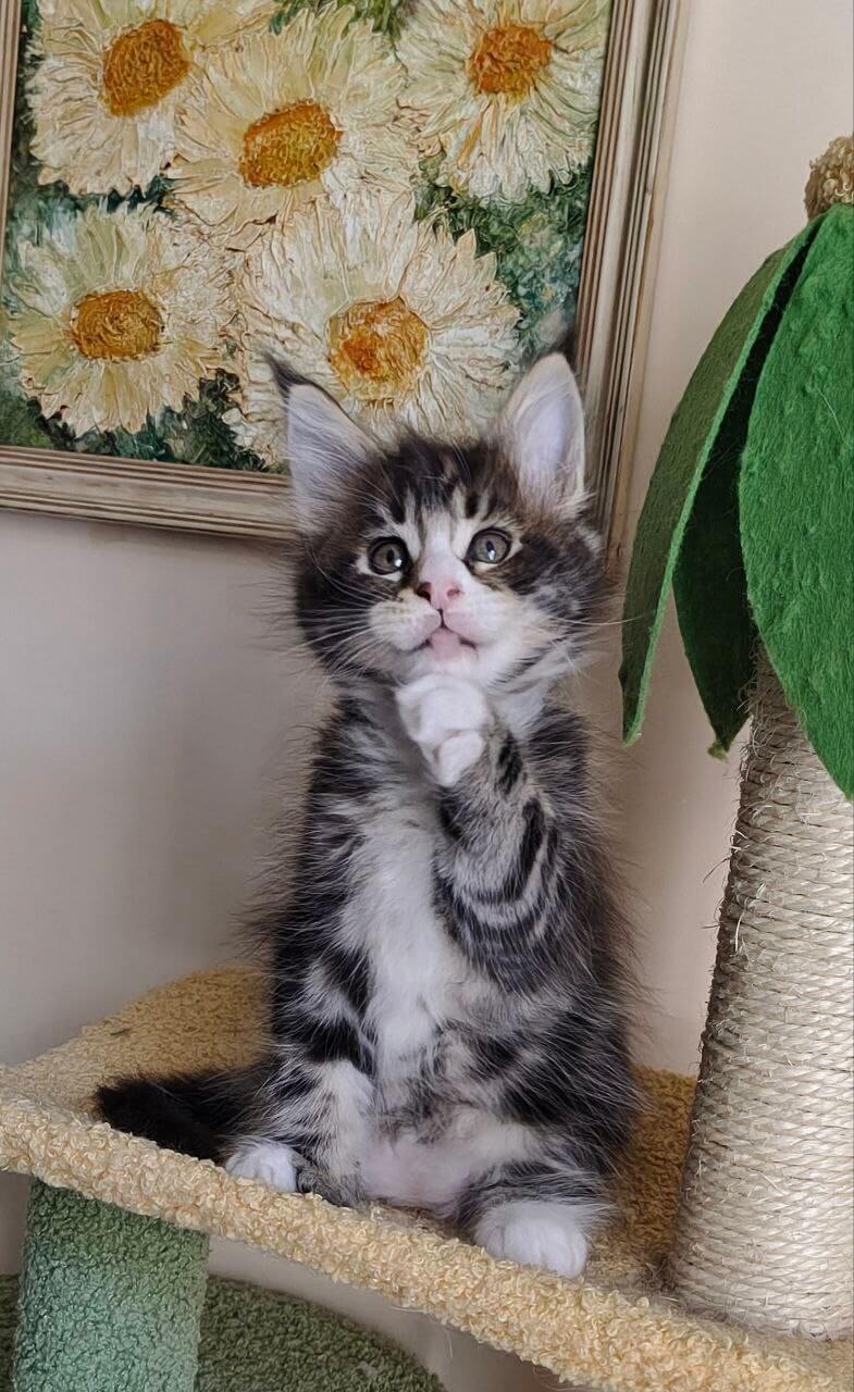 Kelvin Maine Coon Male (Available) $3000